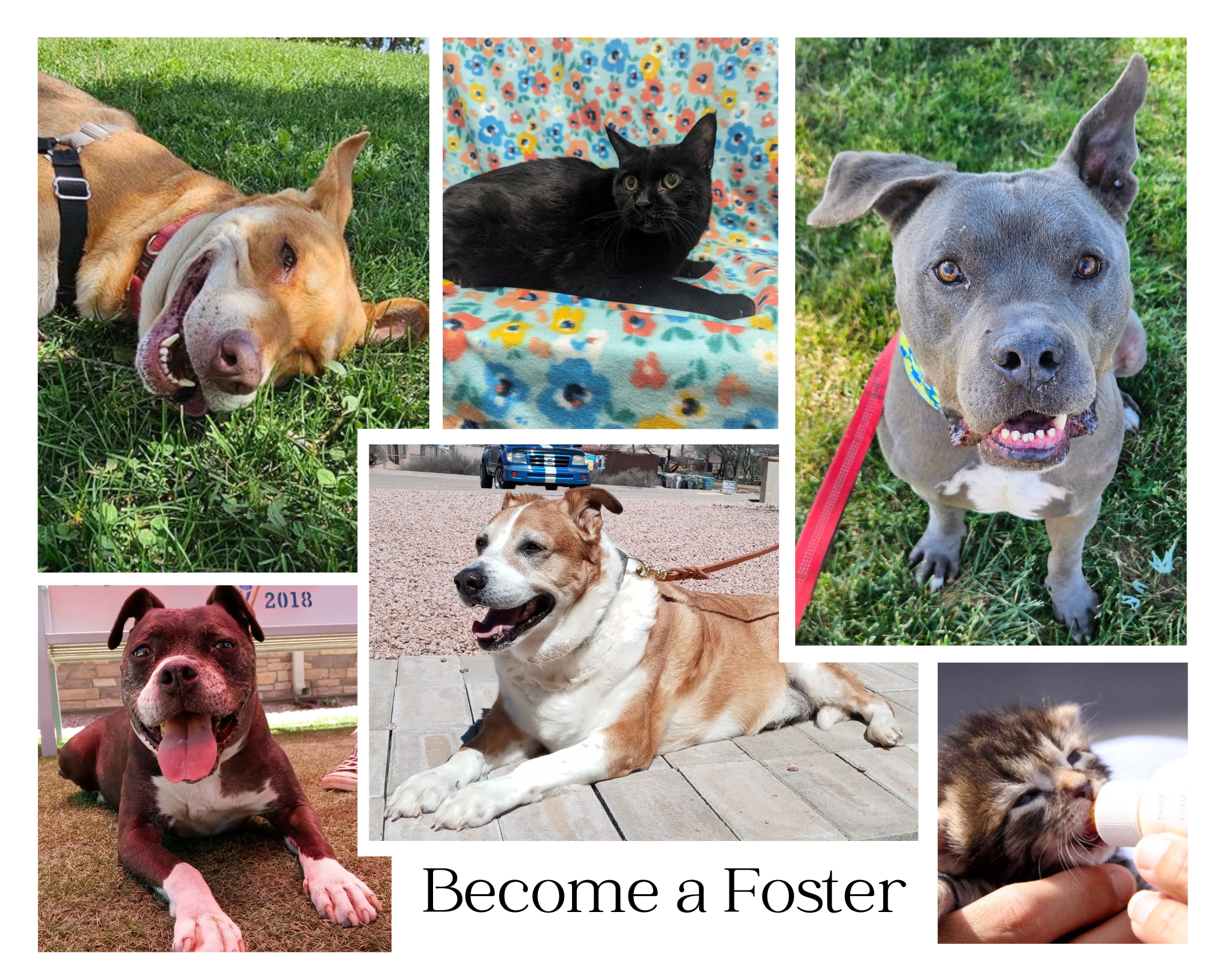 Collage for Foster Webpage