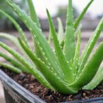 aloe