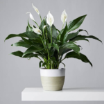 peace lily