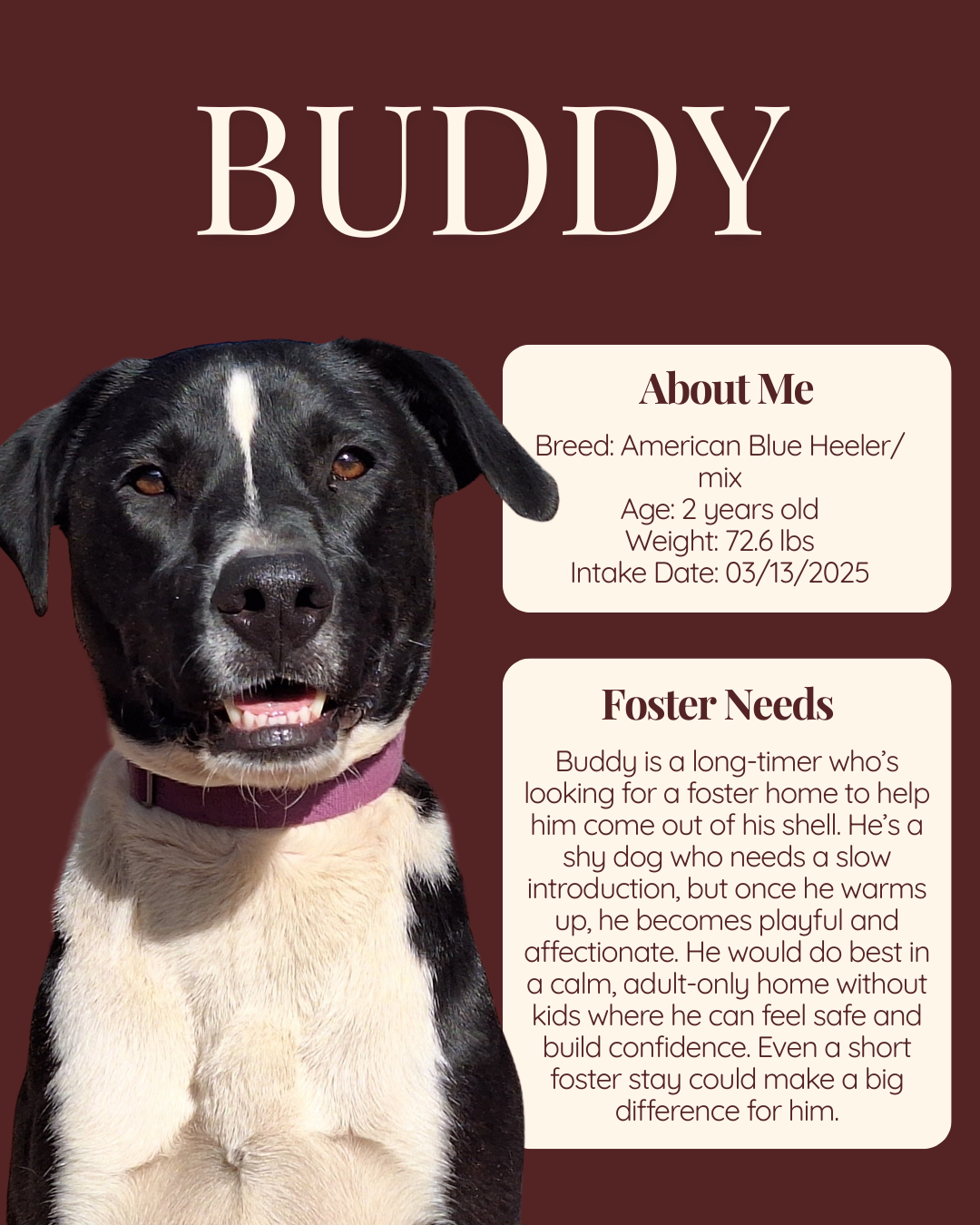 foster features Buddy