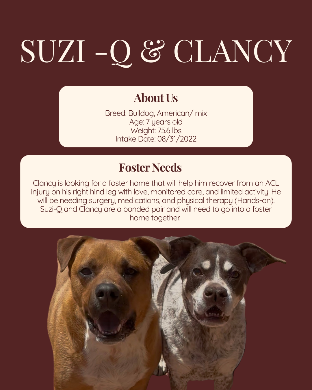 foster features Suzi and Clancy