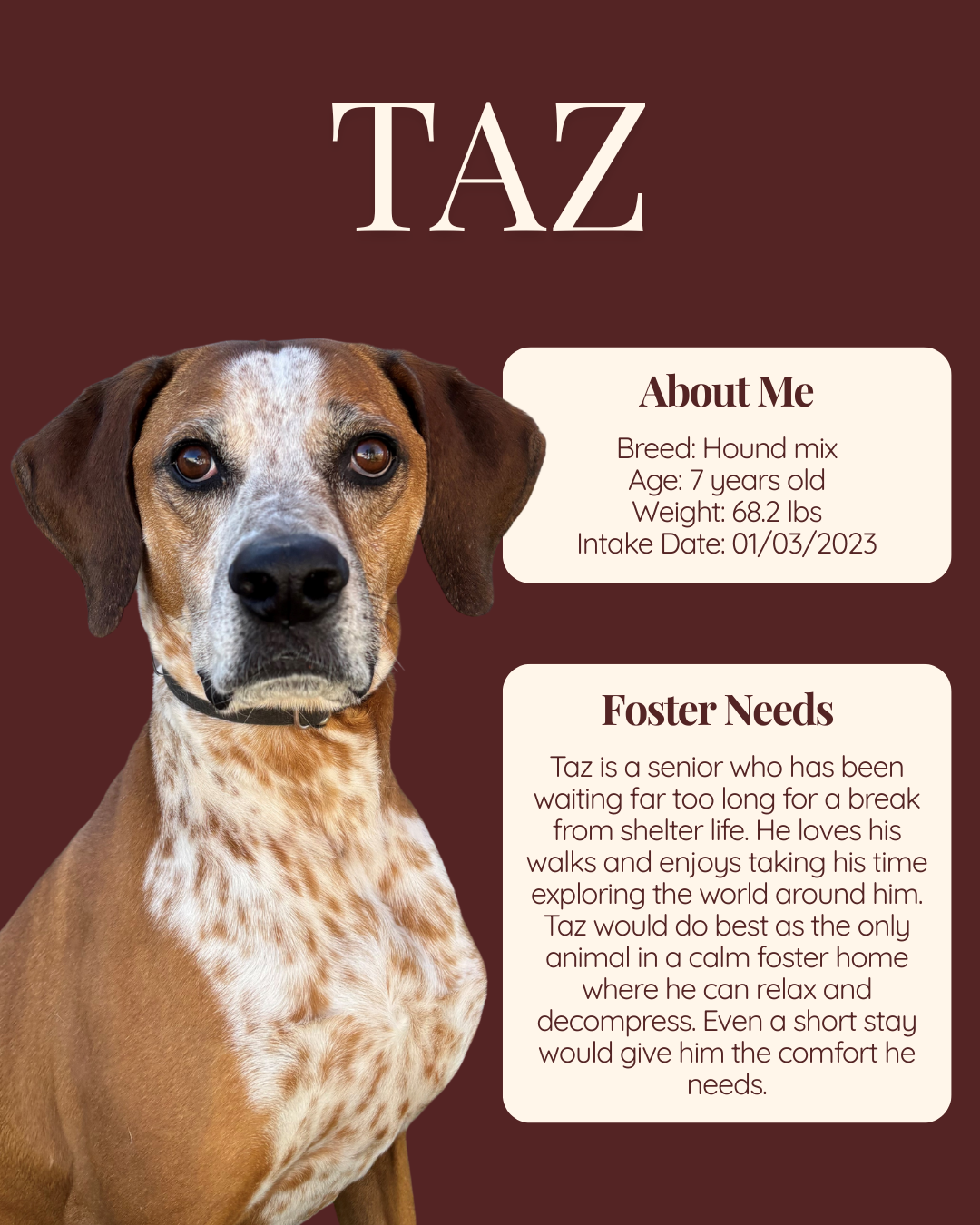 foster features Taz
