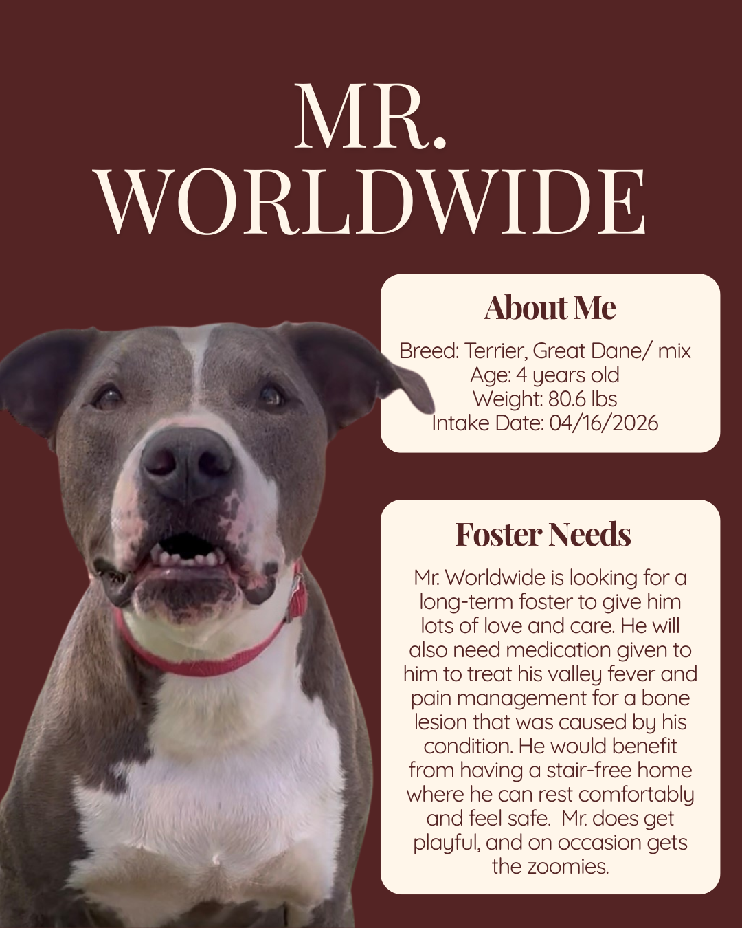 foster features Mr Worldwide